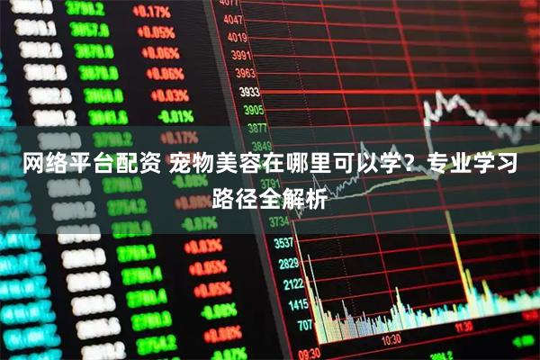 网络平台配资 宠物美容在哪里可以学？专业学习路径全解析